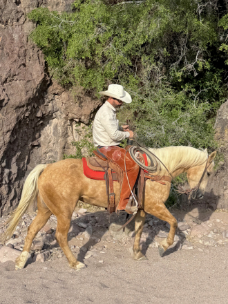 HorseID: 2313082 Sundown - PhotoID: 1098454