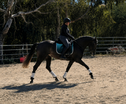 HorseID: 2313084 Lucero ABT - PhotoID: 1098455