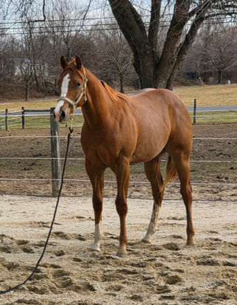 HorseID: 2313090 Heza Cool Sekret - PhotoID: 1098460