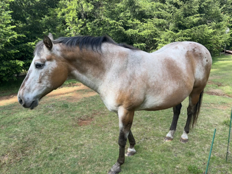 HorseID: 2313102 Birdie Rose - PhotoID: 1098818