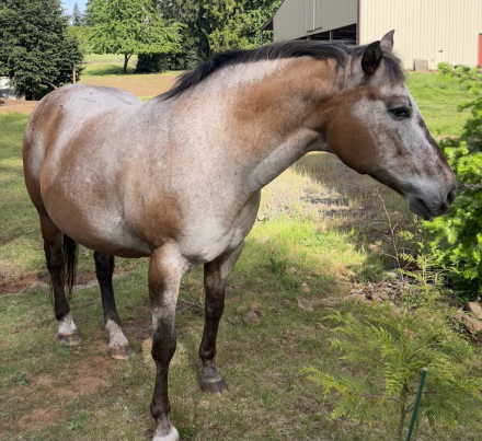 HorseID: 2313102 Birdie Rose - PhotoID: 1098819