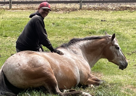 HorseID: 2313102 Birdie Rose - PhotoID: 1098820