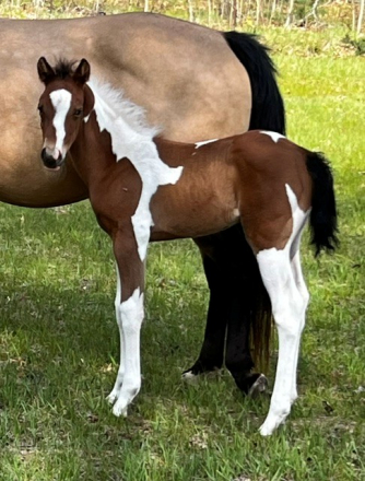 HorseID: 2313111 Watch Me Pray 4 Reign (pending) - PhotoID: 1098466