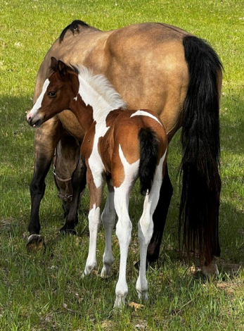 HorseID: 2313111 Watch Me Pray 4 Reign (pending) - PhotoID: 1098467
