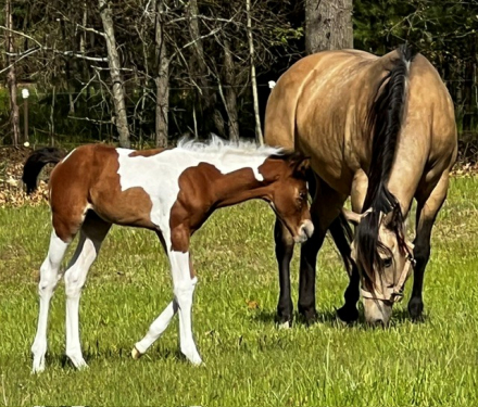 HorseID: 2313111 Watch Me Pray 4 Reign (pending) - PhotoID: 1098468