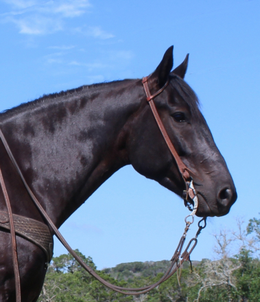 HorseID: 2313112 Maverick - PhotoID: 1098469