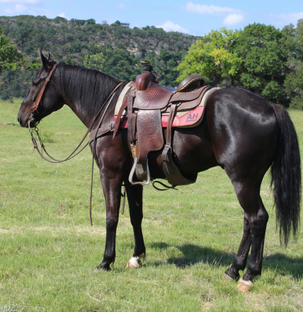 HorseID: 2313112 Maverick - PhotoID: 1098470