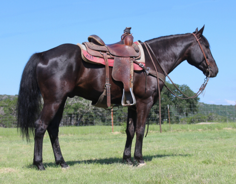 HorseID: 2313112 Maverick - PhotoID: 1098471