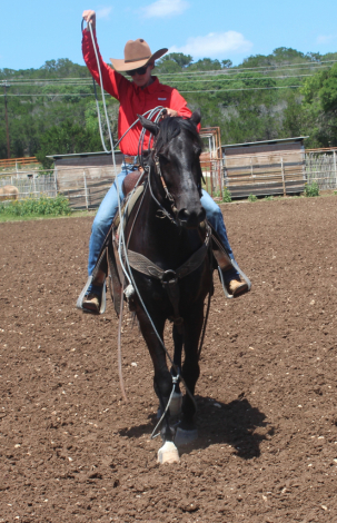 HorseID: 2313112 Maverick - PhotoID: 1098472