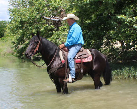 HorseID: 2313112 Maverick - PhotoID: 1098473