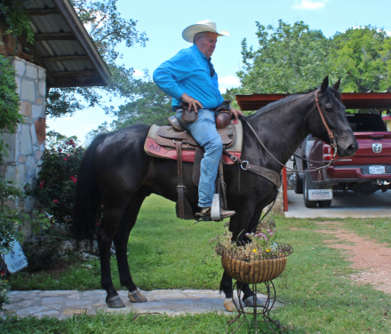 HorseID: 2313112 Maverick - PhotoID: 1098474