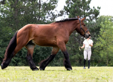 HorseID: 2313120 Brush Creek's Clinton - PhotoID: 1098478