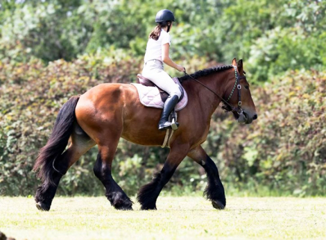 HorseID: 2313120 Brush Creek's Clinton - PhotoID: 1098479
