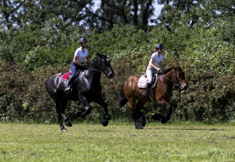 HorseID: 2313120 Brush Creek's Clinton - PhotoID: 1098480