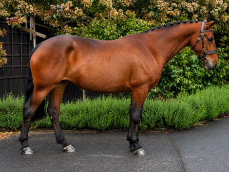 HorseID: 2313123 A Dreamy Temperament With Talent! - PhotoID: 1098483