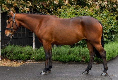 HorseID: 2313123 A Dreamy Temperament With Talent! - PhotoID: 1098484