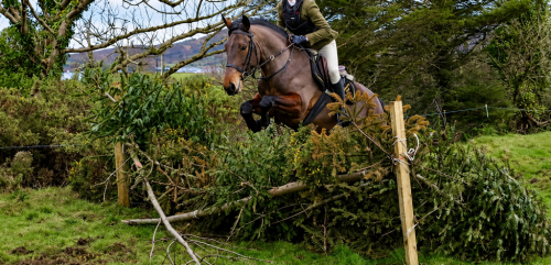 HorseID: 2313123 A Dreamy Temperament With Talent! - PhotoID: 1098485
