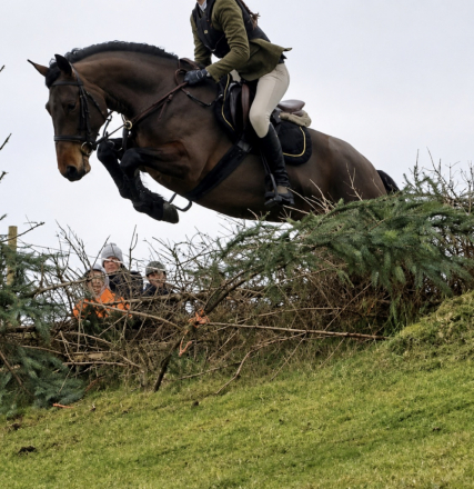 HorseID: 2313123 A Dreamy Temperament With Talent! - PhotoID: 1098486