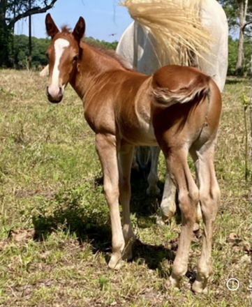 HorseID: 2313124 Colts & Fillies - PhotoID: 1098482