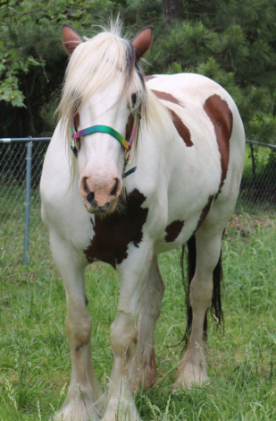 HorseID: 2313128 BH Sensational Too - PhotoID: 1098489