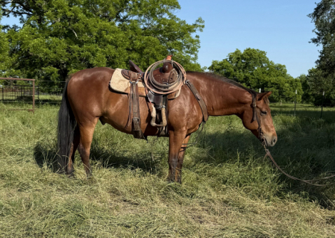 HorseID: 2313129 Topsail Trouble - PhotoID: 1098492