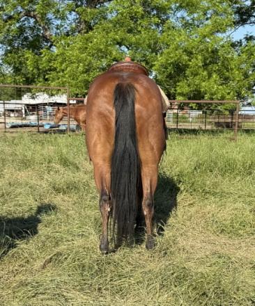 HorseID: 2313129 Topsail Trouble - PhotoID: 1098493