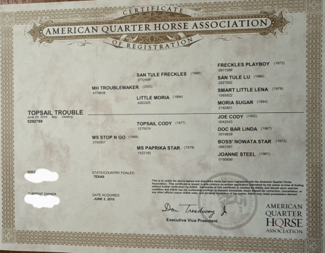 HorseID: 2313129 Topsail Trouble - PhotoID: 1098494