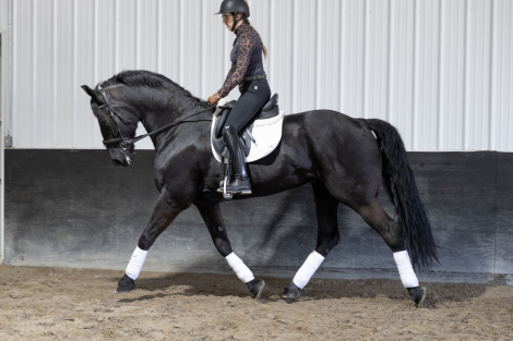 HorseID: 2313134 Eddie - PhotoID: 1098501
