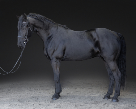 HorseID: 2313134 Eddie - PhotoID: 1098502