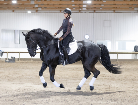 HorseID: 2313134 Eddie - PhotoID: 1098503