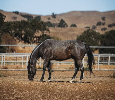 HorseID: 2313143 Teds Atlas Blu Cat - PhotoID: 1098549
