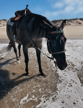 HorseID: 2313143 Teds Atlas Blu Cat - PhotoID: 1098552