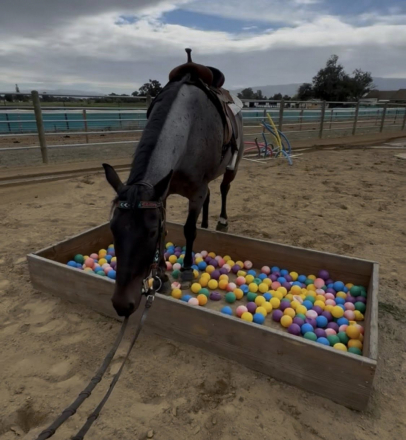 HorseID: 2313143 Teds Atlas Blu Cat - PhotoID: 1098553