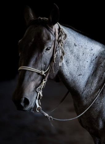 HorseID: 2313143 Teds Atlas Blu Cat - PhotoID: 1098554