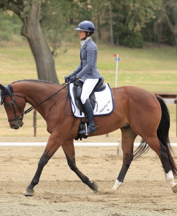 HorseID: 2313145 Saturday Sun - PhotoID: 1098509