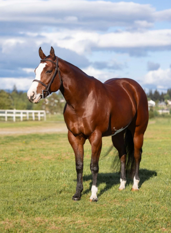 HorseID: 2313147 Jamaican Me Lazy - PhotoID: 1098510