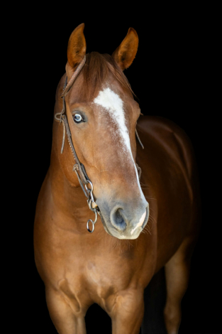 HorseID: 2313151 Shootin Missles - PhotoID: 1098593