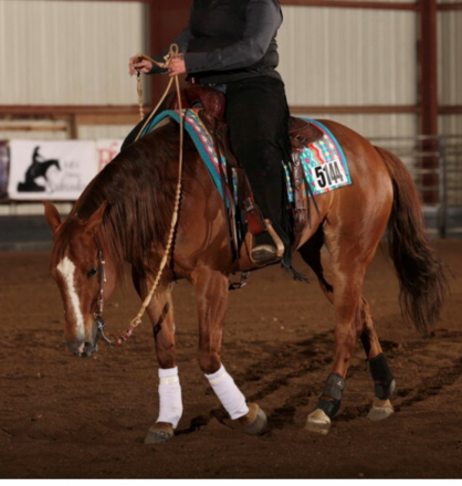HorseID: 2313151 Shootin Missles - PhotoID: 1098595