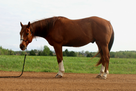HorseID: 2313154 Wolfs Dust Buster - PhotoID: 1098513
