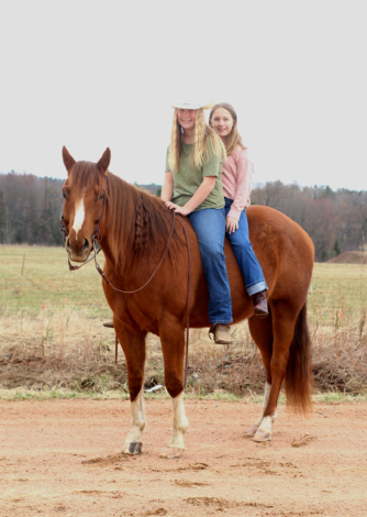 HorseID: 2313154 Wolfs Dust Buster - PhotoID: 1098514