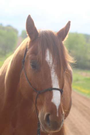 HorseID: 2313154 Wolfs Dust Buster - PhotoID: 1098515