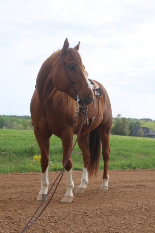 HorseID: 2313154 Wolfs Dust Buster - PhotoID: 1098516