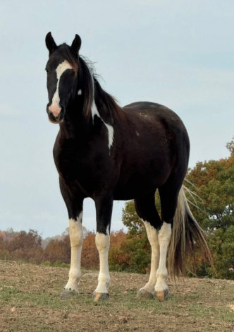 HorseID: 2313155 Tobi - PhotoID: 1098570