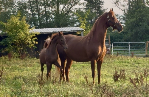 HorseID: 2313158 Shrapnel - PhotoID: 1098525