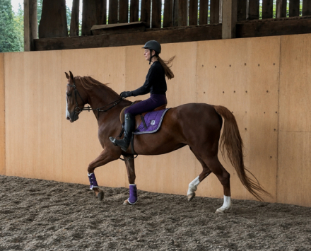HorseID: 2313161 Doubletrees I’m A New Folly - PhotoID: 1098522