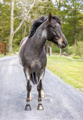 HorseID: 2313163 IMA Salty Soul - PhotoID: 1098518