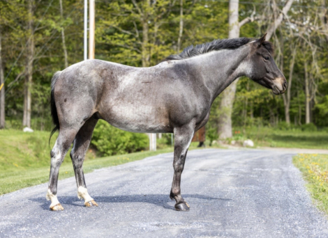 HorseID: 2313163 IMA Salty Soul - PhotoID: 1098519