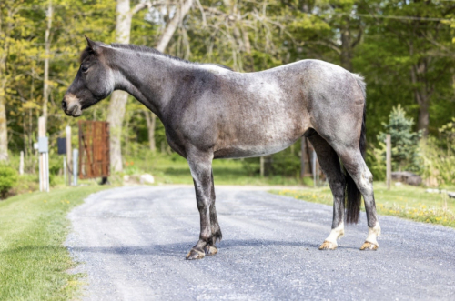 HorseID: 2313163 IMA Salty Soul - PhotoID: 1098520