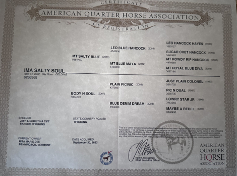 HorseID: 2313163 IMA Salty Soul - PhotoID: 1098521