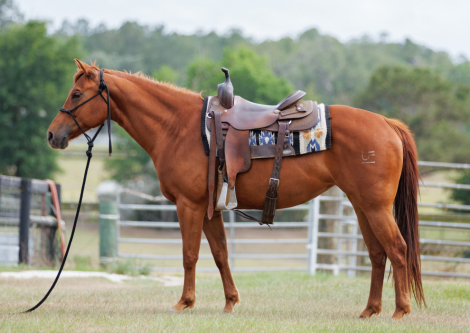 HorseID: 2313172 UF PotentiallySnippy - PhotoID: 1098524